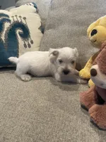 Casper, a male Miniature Schnauzer for sale in Oklahoma City, OK – 2 of 6
