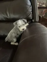 Alex, a male Miniature Schnauzer for sale in Oklahoma City, OK – 4 of 4