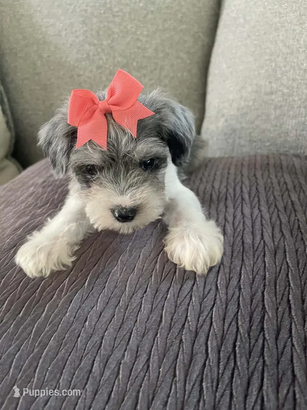 Carley – Miniature Schnauzer puppy for sale in Oklahoma City, OK
