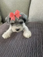 Carley, a female Miniature Schnauzer for sale in Oklahoma City, OK – 1 of 3