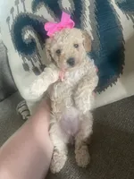 Lady, a female Poodle - Toy  for sale in Oklahoma City, OK – 4 of 4