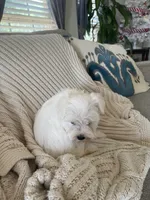 Dollar, a male Miniature Schnauzer for sale in Oklahoma City, OK – 6 of 8