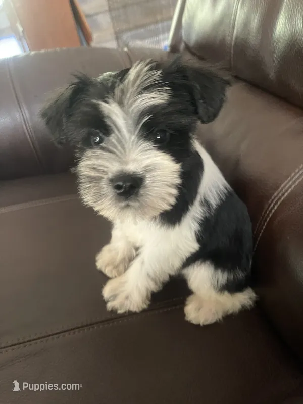 Skipper – Miniature Schnauzer puppy for sale in Oklahoma City, OK