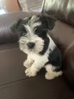 Skipper, a male Miniature Schnauzer for sale in Oklahoma City, OK – 1 of 5