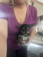 Chewy, a male Yorkshire Terrier for sale in Oklahoma City, OK – 2 of 5