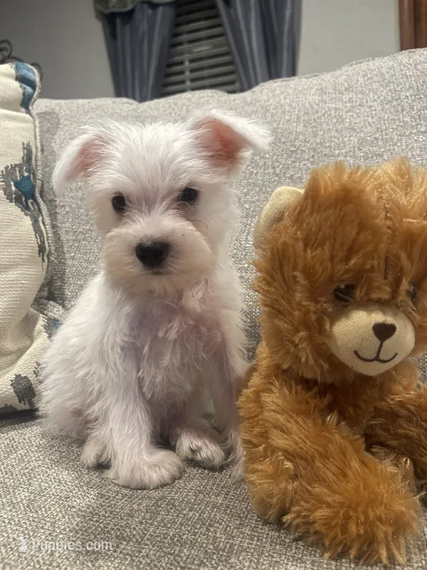 Sammy – Miniature Schnauzer puppy for sale in Oklahoma City, OK