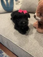 Gia, a female Miniature Schnauzer for sale in Oklahoma City, OK – 3 of 3