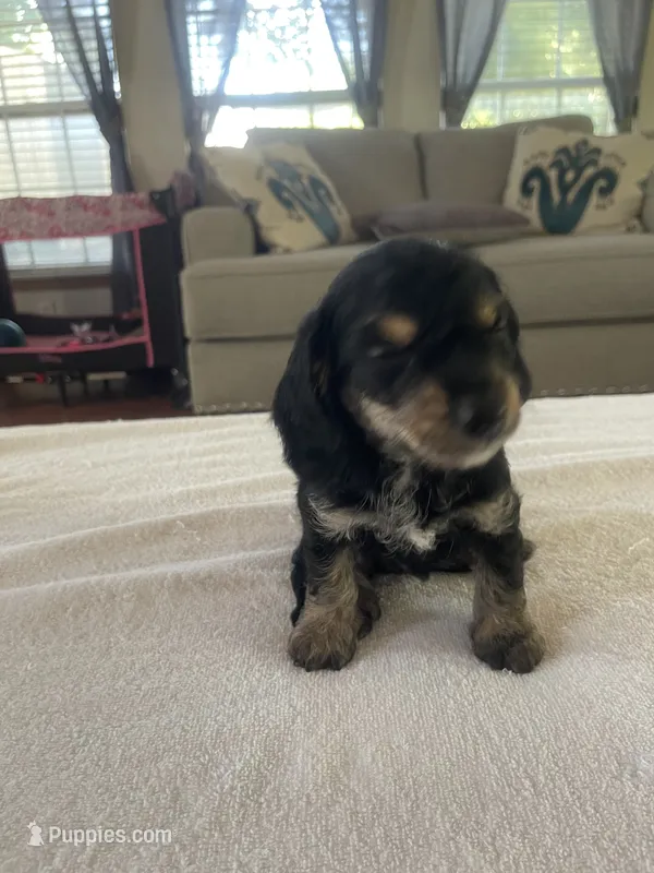 Rosco – Poodle - Toy , Miniature Dachshund puppy for sale in Oklahoma City, OK