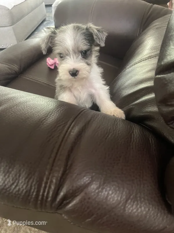 Alex – Miniature Schnauzer puppy for sale in Oklahoma City, OK