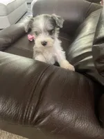 Alex, a male Miniature Schnauzer for sale in Oklahoma City, OK – 1 of 4