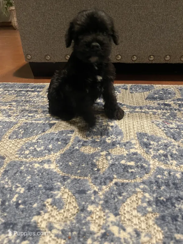 Lenny – Miniature Schnauzer puppy for sale in Oklahoma City, OK