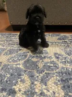 Lenny, a male Miniature Schnauzer for sale in Oklahoma City, OK – 1 of 3