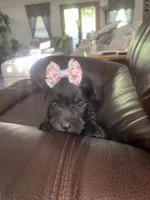 Matilda, a female Miniature Schnauzer for sale in Oklahoma City, OK – 4 of 4