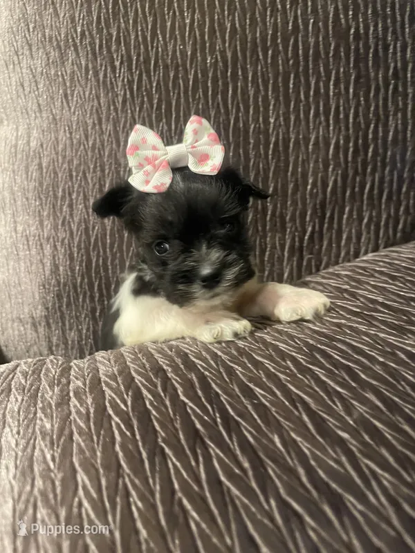 Tinley – Miniature Schnauzer puppy for sale in Oklahoma City, OK