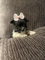 Tinley, a female Miniature Schnauzer for sale in Oklahoma City, OK – 1 of 5