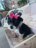 Roxy, a female Miniature Schnauzer for sale in Oklahoma City, OK – 4 of 4