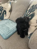 Cojack, a male Miniature Schnauzer for sale in Oklahoma City, OK – 6 of 9