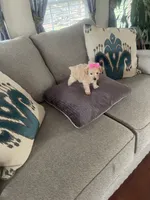 Mandy, a female Schnoodle for sale in Oklahoma City, OK – 3 of 4