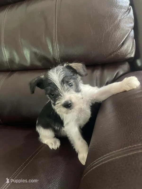 Milo – Miniature Schnauzer puppy for sale in Oklahoma City, OK