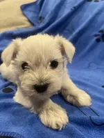 Casper, a male Miniature Schnauzer for sale in Oklahoma City, OK – Photo 2 of 2