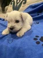 Casper, a male Miniature Schnauzer for sale in Oklahoma City, OK – Photo 1 of 2