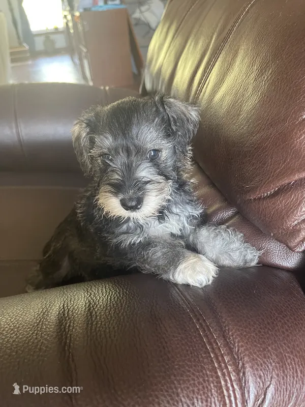 Pete – Miniature Schnauzer puppy for sale in Oklahoma City, OK