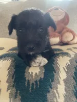 Brock, a male Miniature Schnauzer for sale in Oklahoma City, OK – 3 of 4