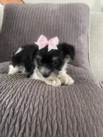 Prissy, a female Miniature Schnauzer for sale in Oklahoma City, OK – Photo 3 of 3