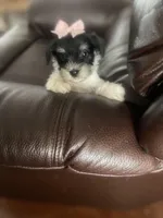 Prissy, a female Miniature Schnauzer for sale in Oklahoma City, OK – Photo 2 of 3