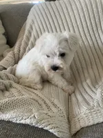 Dollar, a male Miniature Schnauzer for sale in Oklahoma City, OK – 3 of 8
