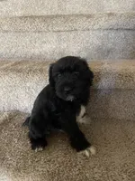 Cojack, a male Miniature Schnauzer for sale in Oklahoma City, OK – 2 of 9