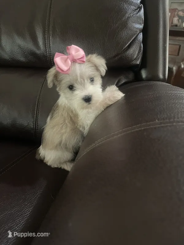Pebbles – Miniature Schnauzer puppy for sale in Oklahoma City, OK