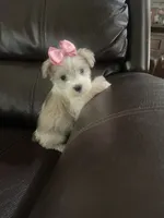 Pebbles, a female Miniature Schnauzer for sale in Oklahoma City, OK – 1 of 4
