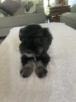 Colby, a male Miniature Schnauzer for sale in Oklahoma City, OK – 1 of 4