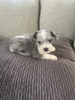 Alex, a male Miniature Schnauzer for sale in Oklahoma City, OK – 2 of 4