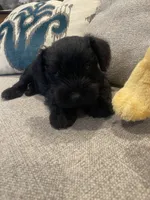 Smokey, a male Miniature Schnauzer for sale in Oklahoma City, OK – 2 of 2