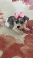 Trixie, a female Miniature Schnauzer for sale in Oklahoma City, OK – 2 of 3
