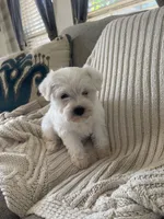 Dollar, a male Miniature Schnauzer for sale in Oklahoma City, OK – 7 of 8