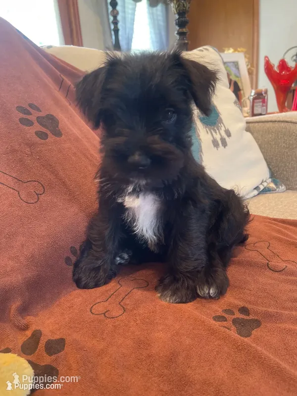 Lenny – Miniature Schnauzer puppy for sale in Oklahoma City, OK