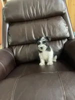 Skipper, a male Miniature Schnauzer for sale in Oklahoma City, OK – 3 of 5