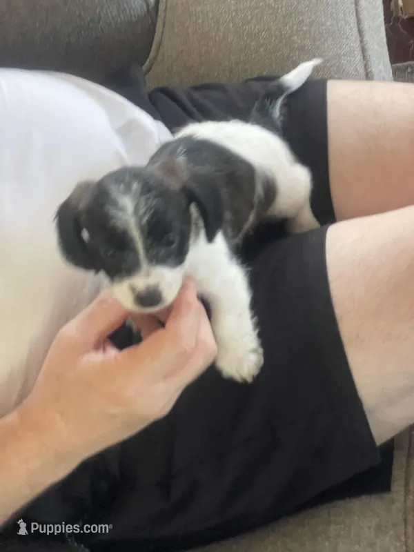 Peanut  – Poodle - Toy , Miniature Dachshund puppy for sale in Oklahoma City, OK