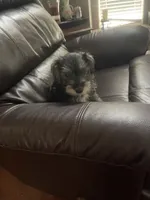 Pete, a male Miniature Schnauzer for sale in Oklahoma City, OK – 3 of 7