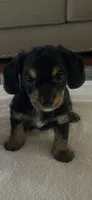 Rosco, a male Poodle - Toy  and Miniature Dachshund for sale in Oklahoma City, OK – 3 of 3