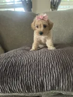 Shandy, a female Schnoodle for sale in Oklahoma City, OK – 2 of 3