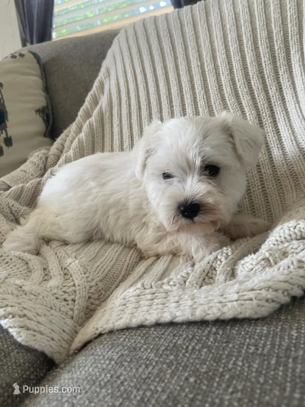 Dollar – Miniature Schnauzer puppy for sale in Oklahoma City, OK