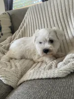 Dollar, a male Miniature Schnauzer for sale in Oklahoma City, OK – 1 of 8