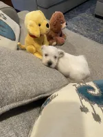 Casper, a male Miniature Schnauzer for sale in Oklahoma City, OK – 3 of 6