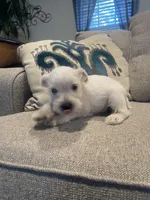 Casper, a male Miniature Schnauzer for sale in Oklahoma City, OK – 5 of 6