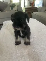Colby, a male Miniature Schnauzer for sale in Oklahoma City, OK – 3 of 4