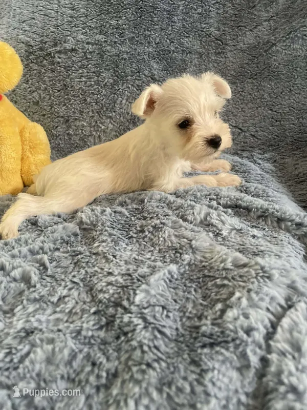 Sammy – Miniature Schnauzer puppy for sale in Oklahoma City, OK